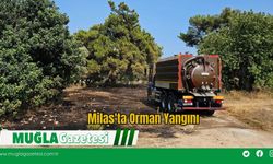 Milas'ta Orman Yangını