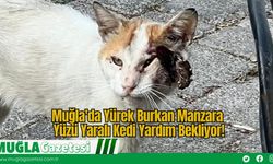 Muğla'da Yürek Burkan Manzara: Yüzü Yaralı Kedi Yardım Bekliyor