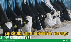 Şap Hastalığı Alarmı: İnekler Bir Bir Telef Oluyor