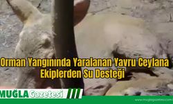 Orman Yangınında Yaralanan Yavru Ceylana Ekiplerden Su Desteği