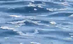 Bodrum'da Denizde Kirlilik Şoku: Lüks Yatlardan Denize Atık Bırakıldı