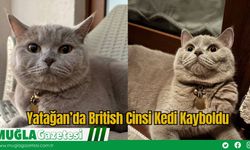 Yatağan’da British Cinsi Kedi Kayboldu