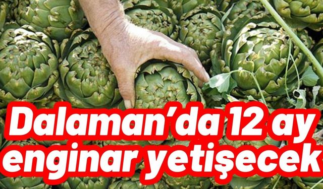 Dalaman’da 12 ay enginar yetişecek