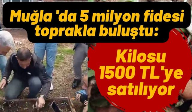 Muğla'da 5 milyon fidesi toprakla buluştu: Kilosu 1500 TL'ye satılıyor