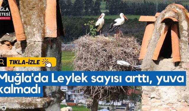 Muğla'da Leylek sayısı arttı, yuva kalmadı