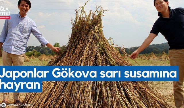 Japonlar Gökova sarı susamına hayran