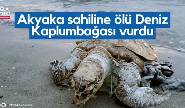 Akyaka sahiline ölü Deniz Kaplumbağası vurdu