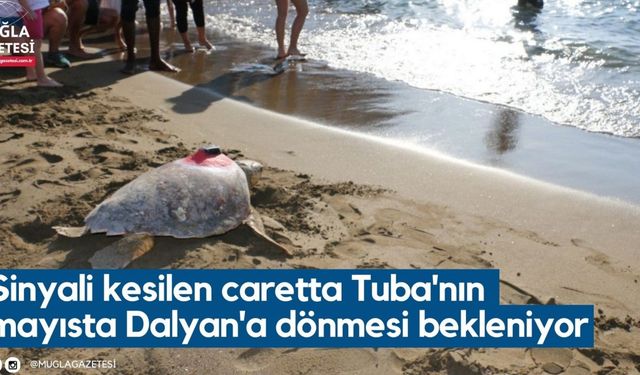 Sinyali kesilen caretta Tuba'nın mayısta Dalyan'a dönmesi bekleniyor