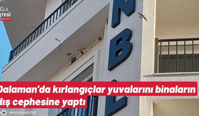 Dalaman'da kırlangıçlar yuvalarını binaların dış cephesine yaptı