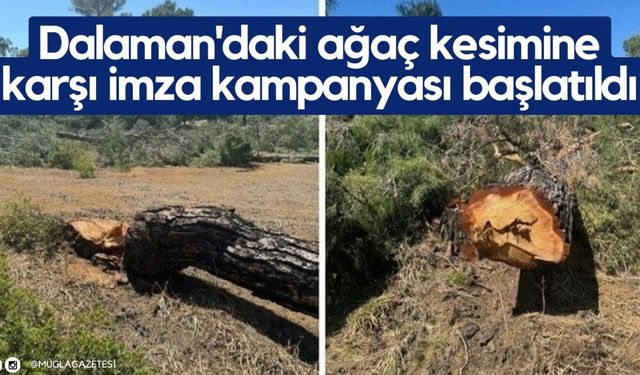 Dalaman'daki ağaç kesimine karşı imza kampanyası başlatıldı