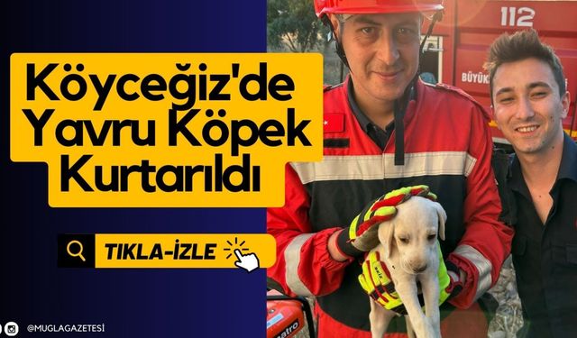 Köyceğiz'de Yavru Köpek Kurtarıldı