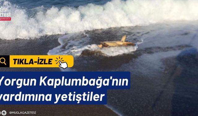 Yorgun Kaplumbağa'nın yardımına yetiştiler