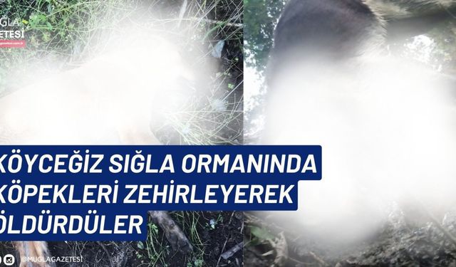 KÖYCEĞİZ SIĞLA ORMANINDA KÖPEKLERİ ZEHİRLEYEREK ÖLDÜRDÜLER