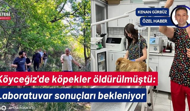 Köyceğiz'de köpekler öldürülmüştü: Laboratuvar sonuçları bekleniyor