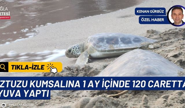 İZTUZU KUMSALINA 1 AY İÇİNDE 120 CARETTA YUVA YAPTI