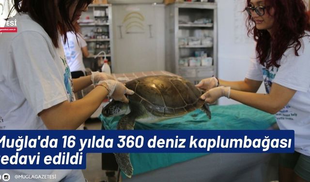 Muğla'da 16 yılda 360 deniz kaplumbağası tedavi edildi