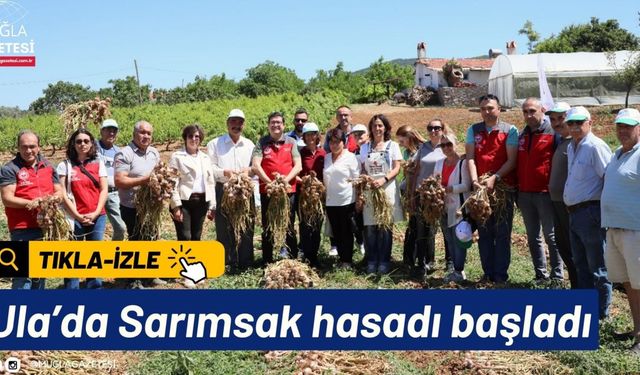 Ula’da Sarımsak hasadı başladı