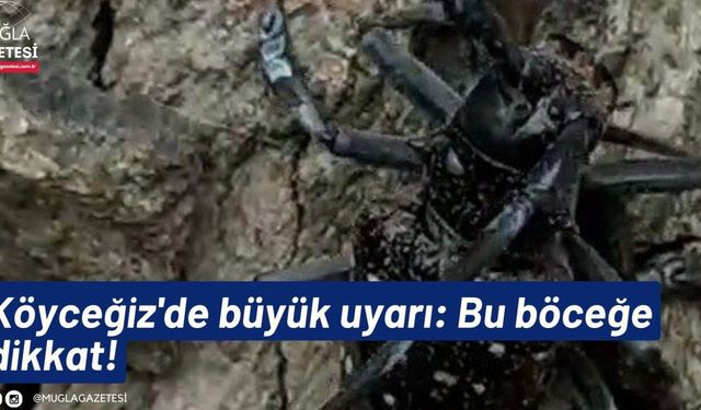 Köyceğiz'de büyük uyarı: Bu böceğe dikkat!