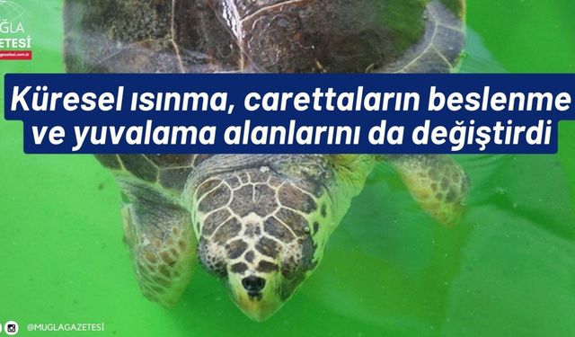 Küresel ısınma, carettaların beslenme ve yuvalama alanlarını da değiştirdi