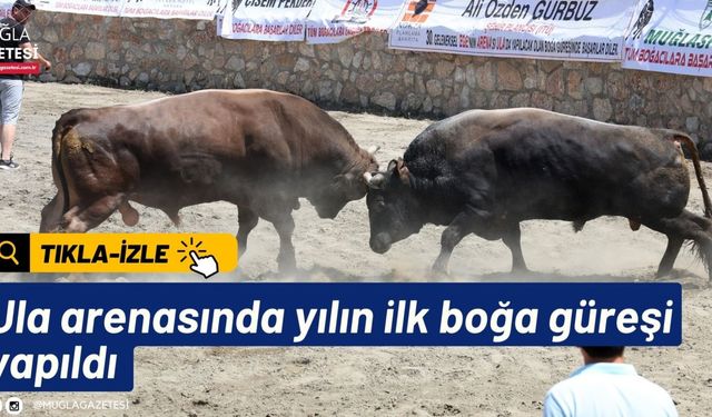 Ula arenasında yılın ilk boğa güreşi yapıldı