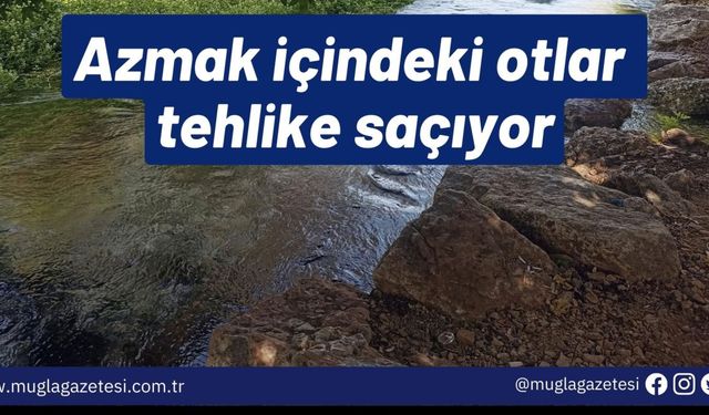 Azmak içindeki otlar tehlike saçıyor