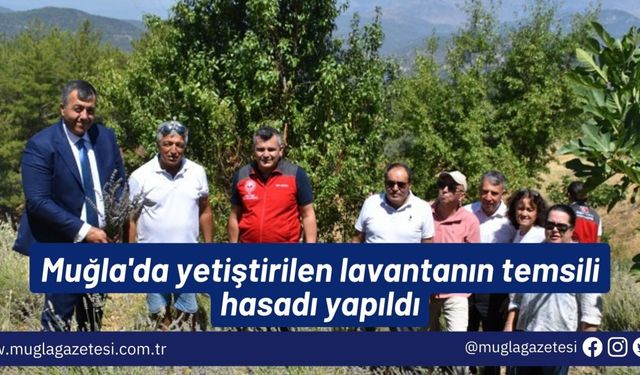 Muğla'da yetiştirilen lavantanın temsili hasadı yapıldı