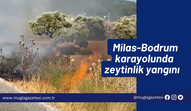 Milas-Bodrum karayolunda zeytinlik yangını