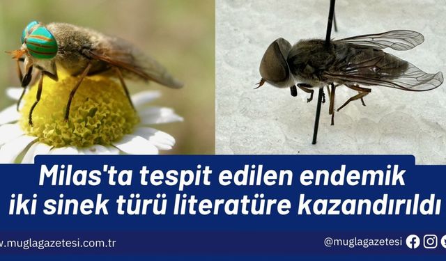 Milas'ta tespit edilen endemik iki sinek türü literatüre kazandırıldı