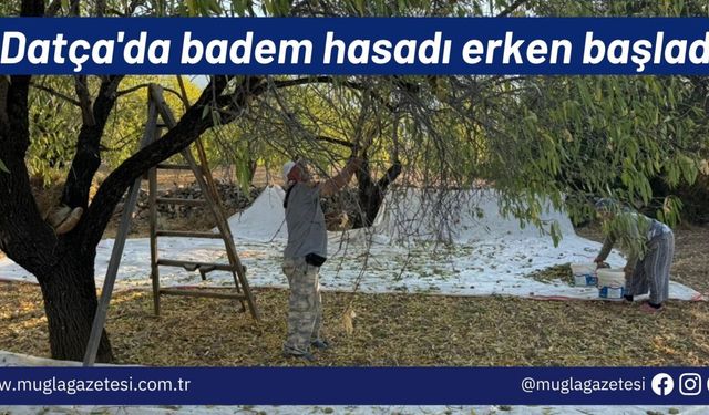 Datça'da badem hasadı erken başladı