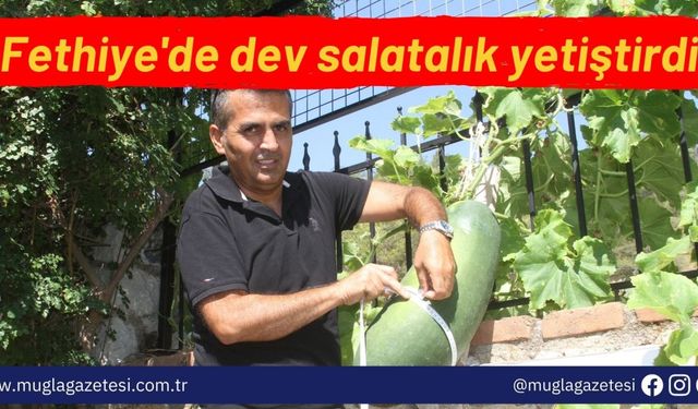 Fethiye'de dev salatalık yetiştirdi