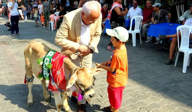 Menteşe’nin en güzel buzağıları belli oldu