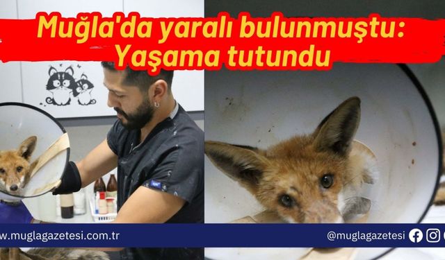 Muğla'da yaralı bulunmuştu: Yaşama tutundu