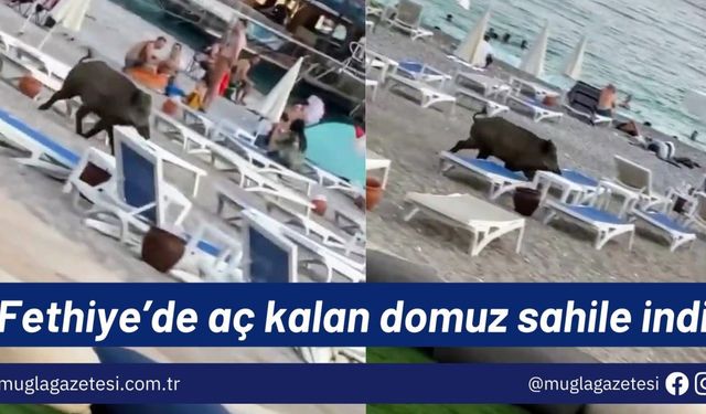 Fethiye’de aç kalan domuz sahile indi