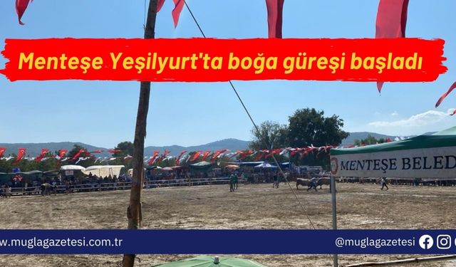 Menteşe Yeşilyurt'ta boğa güreşi başladı