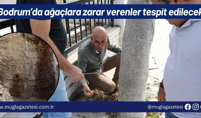 Bodrum’da ağaçlara zarar verenler tespit edilecek