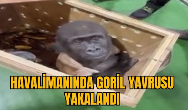 HAVALİMANINDA GORİL YAVRUSU YAKALANDI