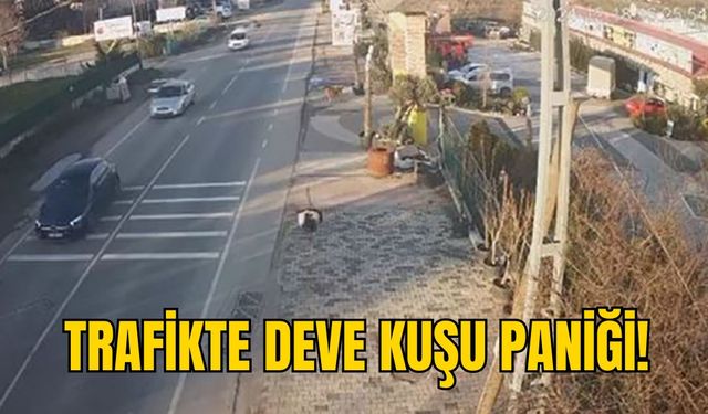 TRAFİKTE DEVE KUŞU PANİĞİ!