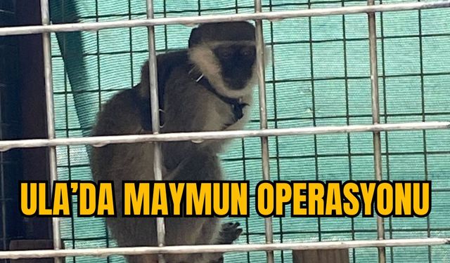 ULA’DA MAYMUN OPERASYONU