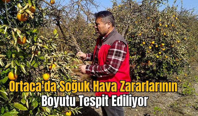 Ortaca'da Soğuk Hava Zararlarının Boyutu Tespit Ediliyor