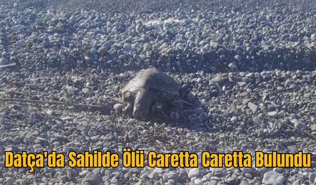 Datça'da Sahilde Ölü Caretta Caretta Bulundu