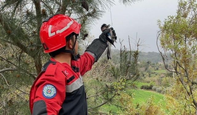 Seydikemer'de İtfaiye Ekiplerinden Kuş Kurtarma Operasyonu