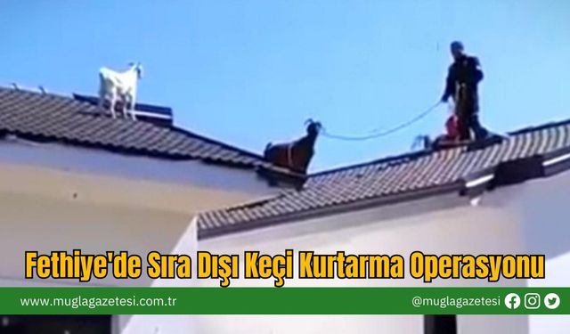 Fethiye'de Sıra Dışı Keçi Kurtarma Operasyonu