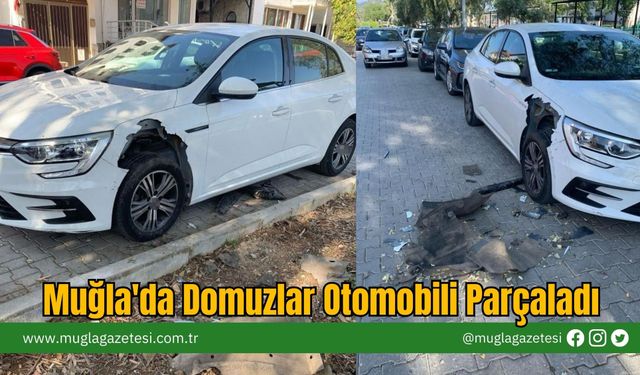 Muğla'da Domuzlar Otomobili Parçaladı