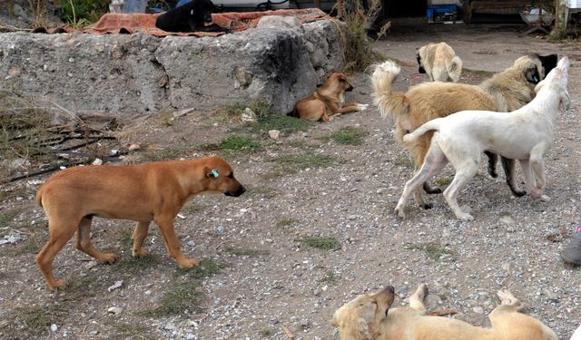Muğla'da Köpeklerin Saldırısına Uğrayan Çocukla İlgili Önemli Gelişme