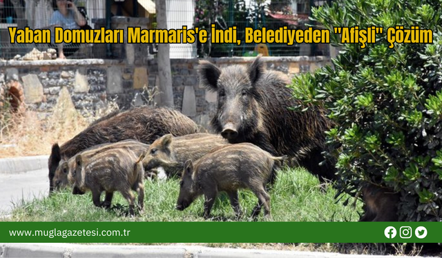 Yaban Domuzları Marmaris'e İndi, Belediyeden "Afişli" Çözüm