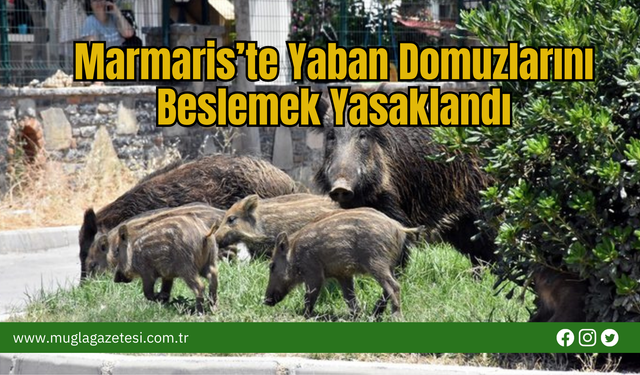 Marmaris’te Yaban Domuzlarını Beslemek Yasaklandı