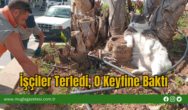 İşçiler Terledi, O Keyfine Baktı