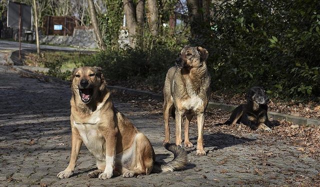Muğla'da Sokak Köpekleri Çocuğu Parçaladı, Savcılık Belediye Başkanına Soruşturma Açtı