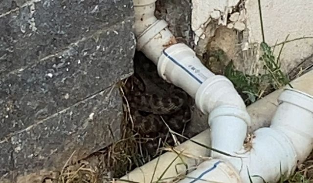 Bodrum’da Ev Duvarında Yılan Paniği