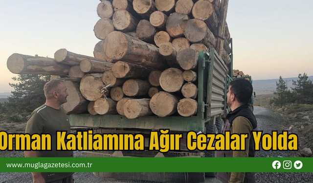 Orman Katliamına Ağır Cezalar Yolda